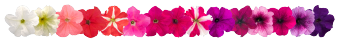 
                        Petunia
             
                        x hybrida grandiflora F₁
             
                        SUCCESS! 360°
            