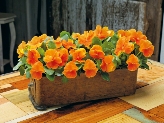 Viola wittrockiana F₁ Inspire® Plus Orange | Benary