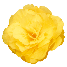 Begonia tuberhybrida F₁ Nonstop® Mocca Yellow | Benary