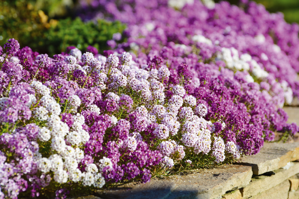 
                        Lobularia
             
                        maritima
             
                        Wonderland®
             
                        Mulberry Mix
            