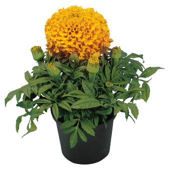 
                        Tagetes
             
                        erecta F₁
             
                        Discovery
             
                        Orange
            