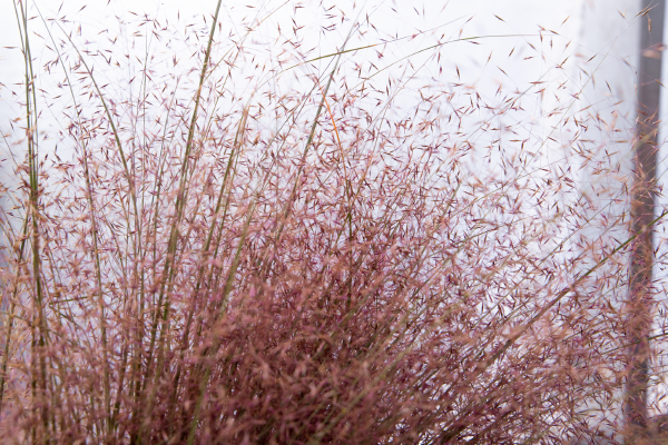 
                        Muhlenbergia
             
                        reverchonii
             
                        Rosy
            