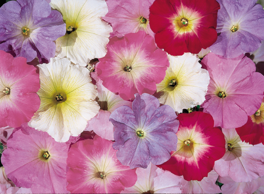 
                        Petunia
             
                        x hybrida multiflora F₁
             
                        Celebrity
             
                        Watercolor Mix
            