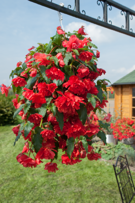 
                        Begonia
             
                        tuberhybrida F₁
             
                        Illumination®
             
                        Rose
            