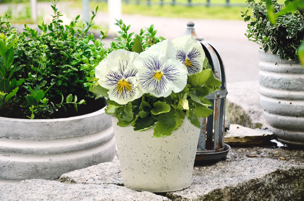 Viola wittrockiana F₁ Cats® Plus White | Benary