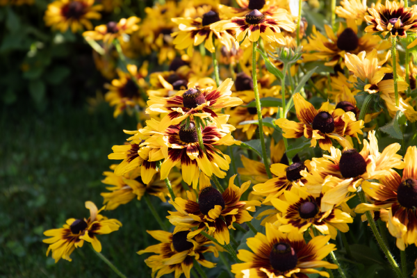 
                        Rudbeckia
             
                        hirta
             
                        Denver Daisy
            