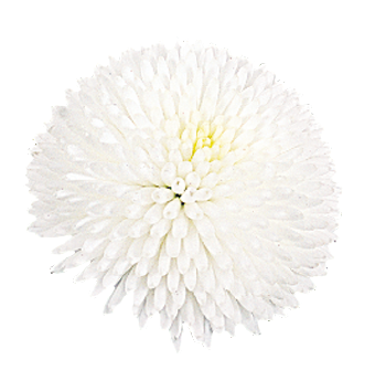 
                        Bellis
             
                        perennis
             
                        Tasso®
             
                        White
            