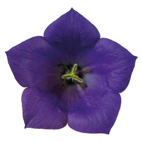 Clips Deep Blue
