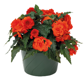 Nonstop® Joy Orange