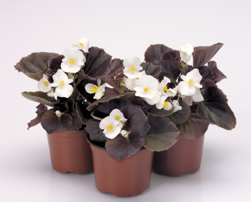 
                        Begonia
             
                        semperflorens F₁
             
                        Nightlife
             
                        White
            