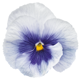 Inspire® Plus Metallic Blue Blotch