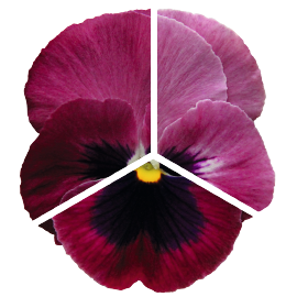 Viola wittrockiana F₁ Inspire® DeluXXe Rose Velour | Benary