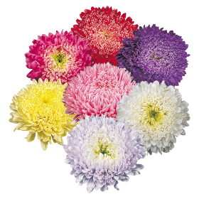 Callistephus chinensis Matador® 