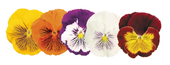 Viola
wittrockiana F₁
Cats®
Mix