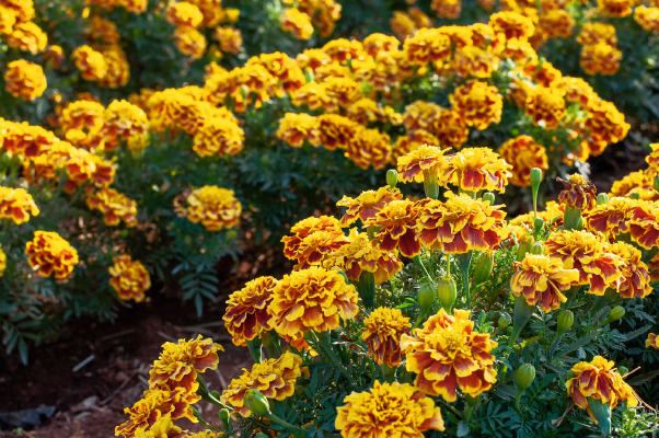 
                        Tagetes
             
                        patula
             
                        Little Hero
             
                        Fire
            