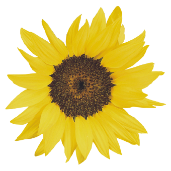 
                        Helianthus
             
                        annuus
             
                        Pacino®
             
                        Cola
            