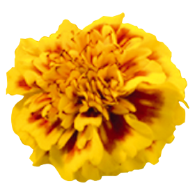 Tagetes patula Little Hero Fire