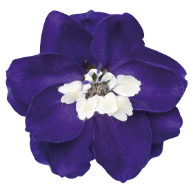 Magic Fountains Dark Blue White Bee