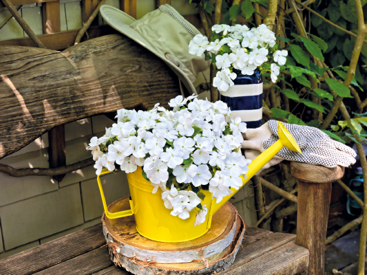 
                        Impatiens
             
                        walleriana F₁
             
                        Lollipop
             
                        Coconut (White)
            