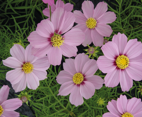 
                        Cosmos
             
                        bipinnatus
             
                        Casanova
             
                        Pink
            