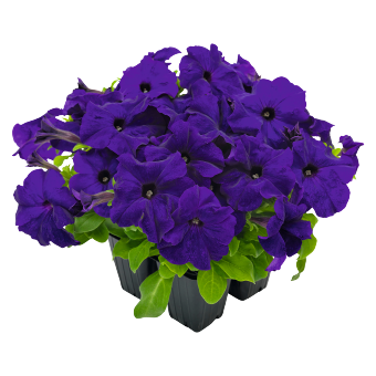 
                        Petunia
             
                        x hybrida grandiflora F₁
             
                        SUCCESS! HD
             
                        Blue
            