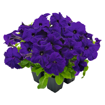 
                        Petunia
             
                        x hybrida F₁
             
                        SUCCESS! HD
             
                        Blue
            