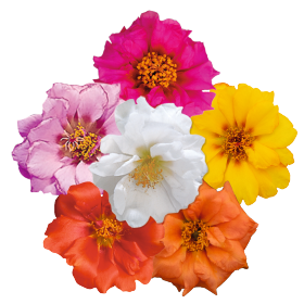 Sundial Caliente Mix