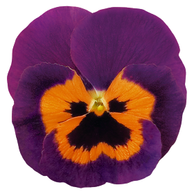   Inspire® Purple &amp; Orange