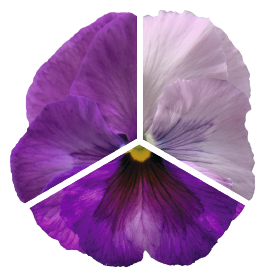 Pansy Rainbow Maker I February Birth Flower Viola Suncatcher