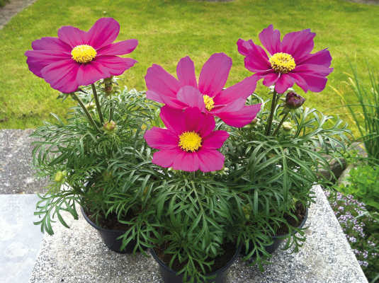 
                        Cosmos
             
                        bipinnatus
             
                        Casanova
             
                        Violet
            