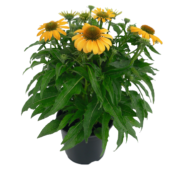 
                        Echinacea
             
                        purpurea
             
                        PollyNation™
             
                        Yellow
            