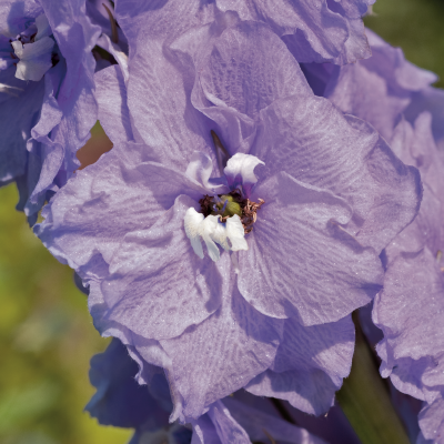 Delphinium
             
                        hybrida
             
                        Benary's Pacific
             
                        Cameliard
