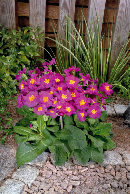 Primula
             
                        elatior F₁
             
                        Crescendo®
             
                        Rose Shades