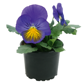   Cats® Plus Blue &amp; Yellow