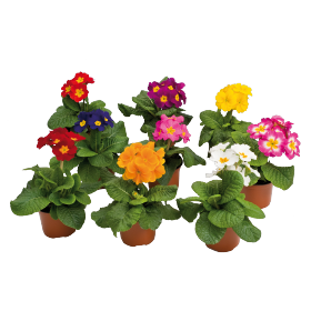 Primula elatior F₁ Piano 