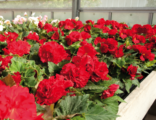 
                        Begonia
             
                        tuberhybrida F₁
             
                        Nonstop®
             
                        Red
            