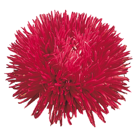 Gala Burgundy