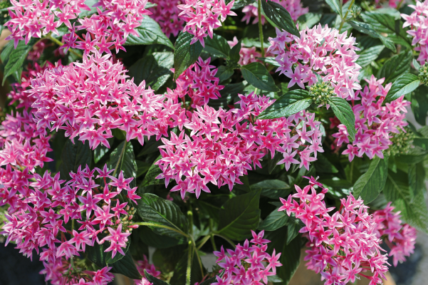 Pentas lanceolata F₁ Graffiti® 20/20 Flirty Pink | Benary