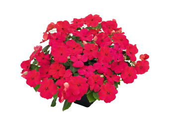 
                        Impatiens
             
                        walleriana F₁
             
                        Lollipop
             
                        Dragon Fruit (Lipstick)
            