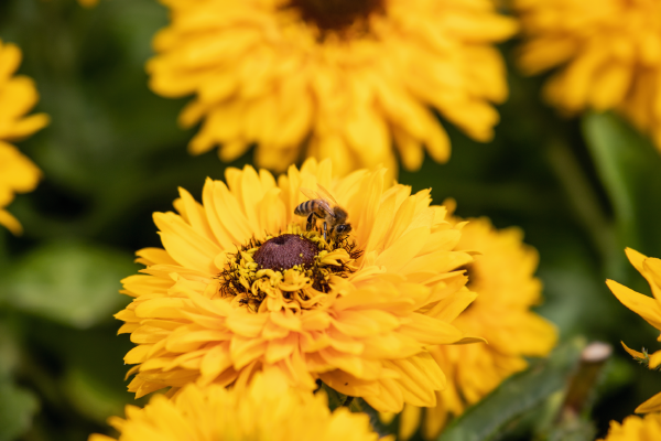 
                        Rudbeckia
             
                        hirta
             
                        Maya
            