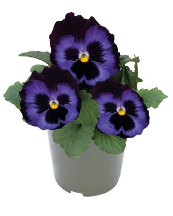 
                        Viola
             
                        wittrockiana F₁
             
                        Inspire® DeluXXe®
             
                        Denim
            