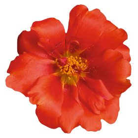   Sundial Scarlet