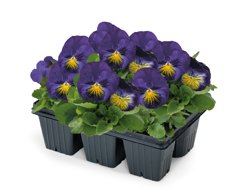 
                        Viola
             
                        wittrockiana F₁
             
                        Cats® Plus
             
                        Blue & Yellow   IMPROVED
            