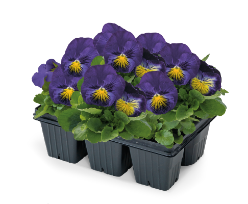 Viola wittrockiana F₁ Cats® Plus Blue & Yellow | Benary