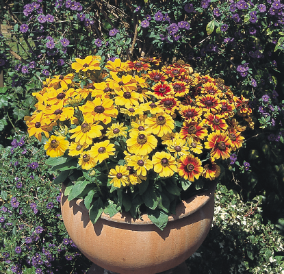 
                        Rudbeckia
             
                        hirta
             
                        Toto®
             
                        Mix
            