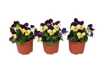 
                        Viola
             
                        cornuta F₁
             
                        Admire®
             
                        Lemon Purple Wing
            