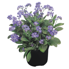   Sylva Blue