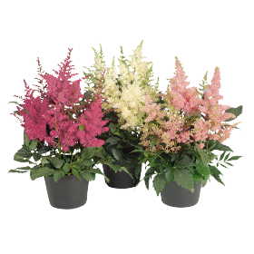 Astary® Mix (incl. Pink)