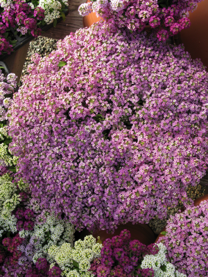 
                        Lobularia
             
                        maritima
             
                        Wonderland
             
                        Lavender
            
