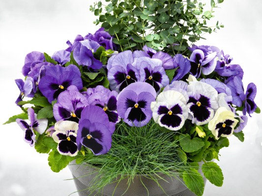 
                        Viola
             
                        wittrockiana F₁
             
                        Inspire® DeluXXe®
             
                        Ocean
            
